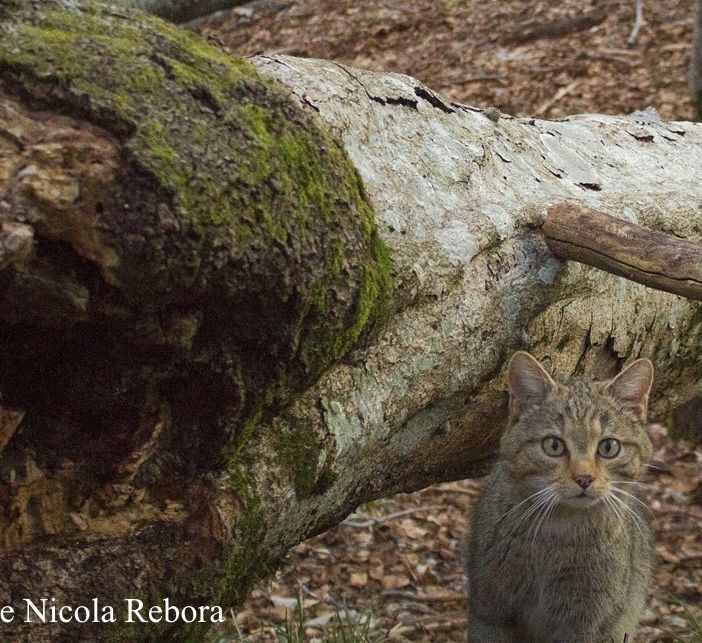 Il ritorno del gatto selvatico in Piemonte: una serata per scoprire la magia della natura