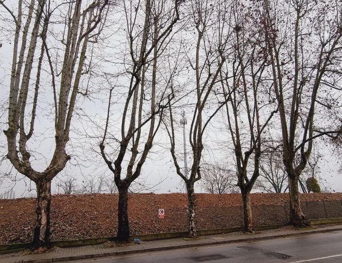 I platani di corso Savona (J.Dem.A)