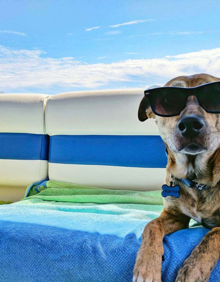 Come prepararsi al meglio alle vacanze con Fido