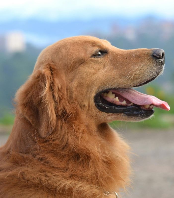 Moncalvo: 5° raduno di Golden retriever e una giornata indimenticabile per gli amanti di questa straordinaria razza