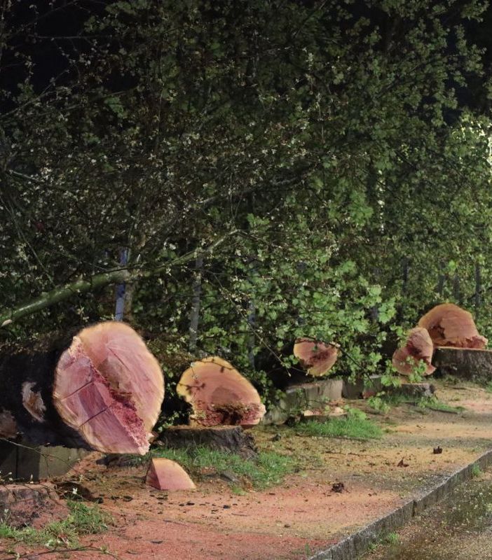 Platani abbattuti: oggi un agronomo in città per analizzare i ceppi e verificare lo stato di salute. Al via la richiesta di risarcimento per &quot;ecocidio&quot;