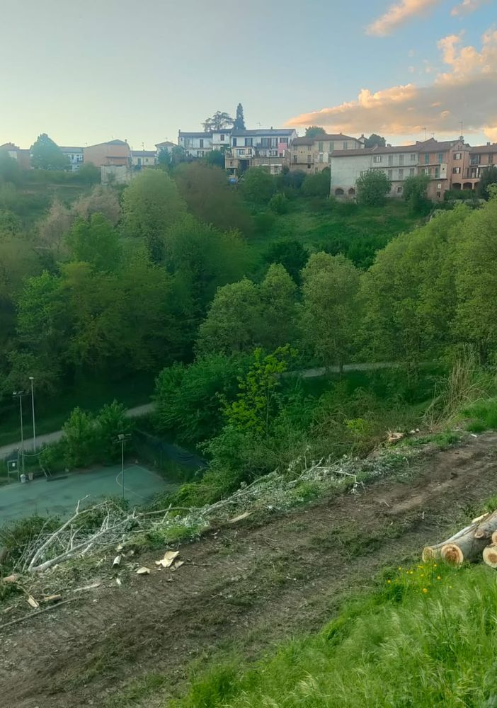 Portacomaro, polemiche sull'abbattimento degli alberi al parco Pollaro: l'opposizione chiarimenti