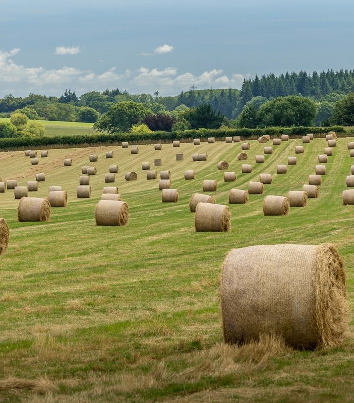 Perché scegliere foraggi di qualità è fondamentale