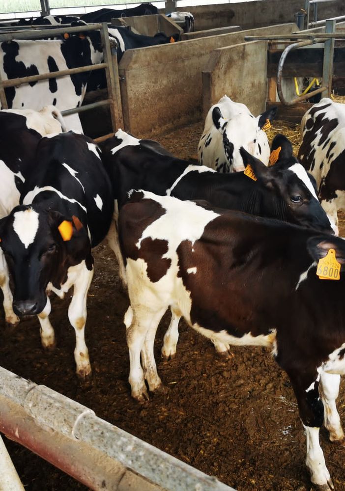 Qualità e trasparenza: l’eccellenza di Piemonte Latte, dal 1982