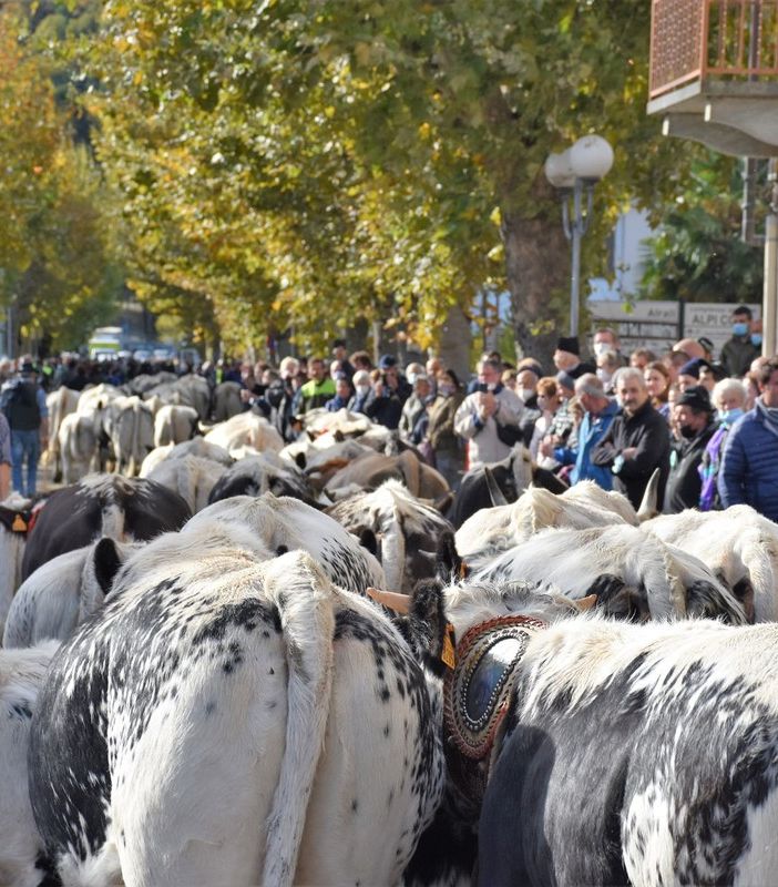 Circa 4 mila animali in sfilata e centinaia esposti per la Fiera dei Santi