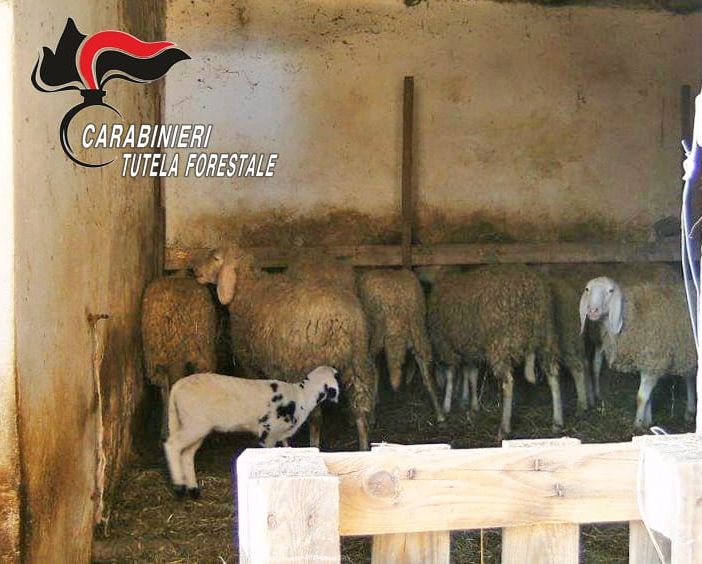 Scoperto maxi allevamento abusivo a Vinchio: ovini probabilmente destinati alla macellazione clandestina
