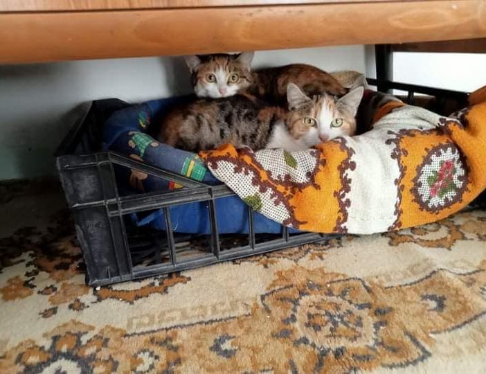 Alcuni dei micetti in cerca di casa