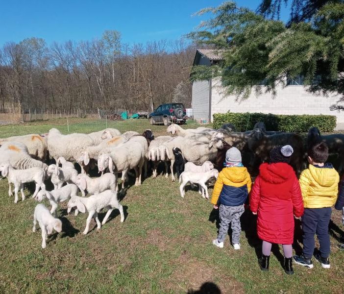 I piccoli della scuola d'infanzia di Castelnuovo Belbo alla scoperta di un gregge di pecore
