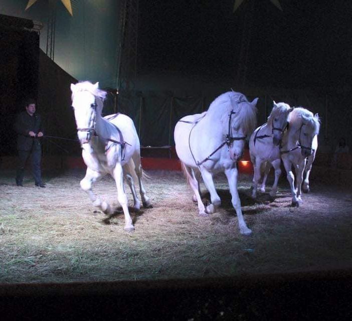 Foto tratta dalla pagina Facebook del circo