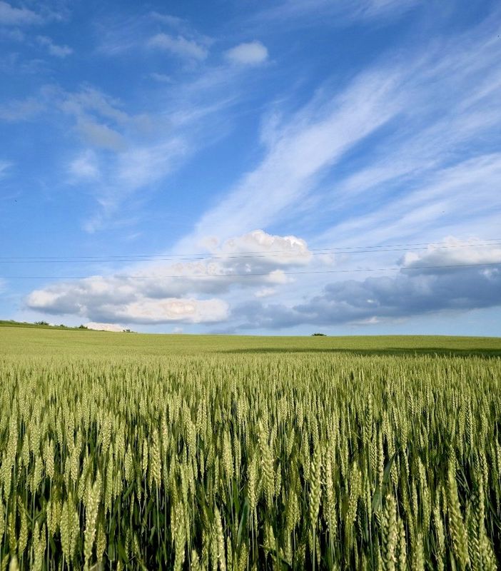 Le tensioni tra Russia e Ucraina 'spaventa' anche il mercato alimentare