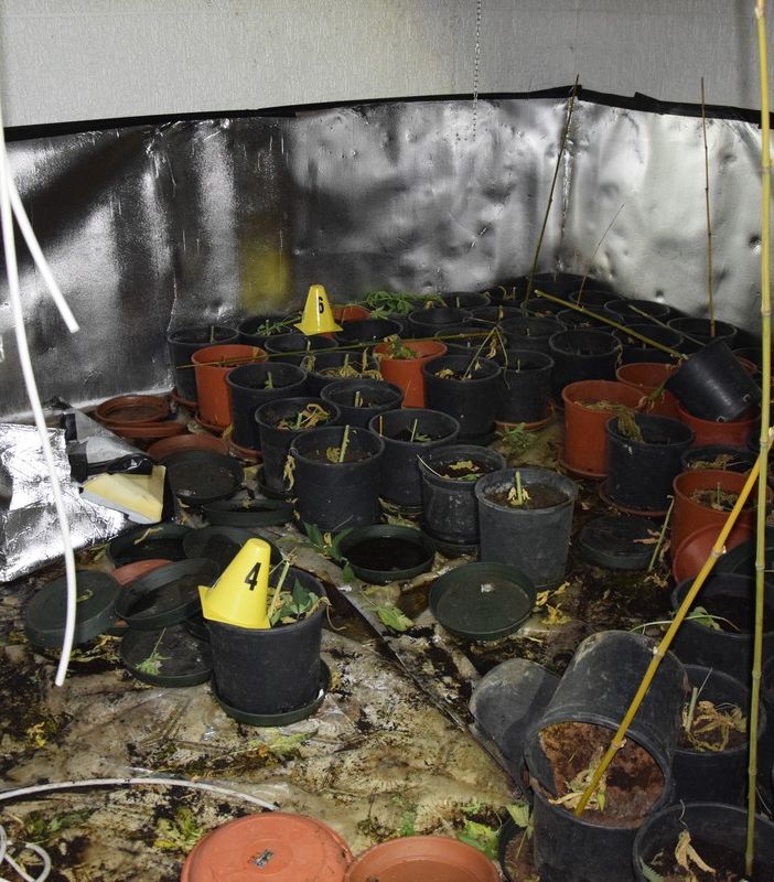 Quarto Superiore: rinvenute e sequestrate un’ottantina di piante di marijuana