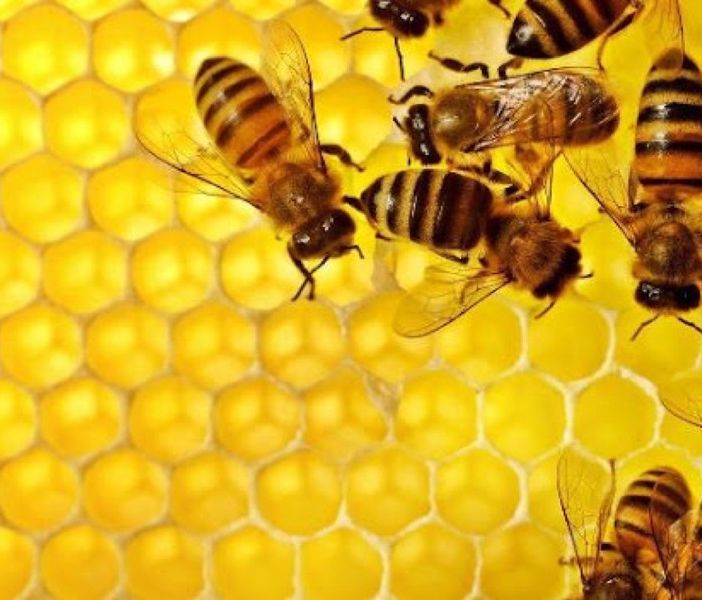Torna online il corso di apicoltura di primo livello, targato Aspromiele