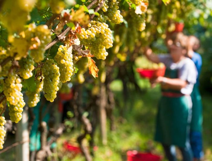&quot;Iolavoro in agricoltura&quot;: dalla Regione un'iniziativa per sostenere il settore agricolo