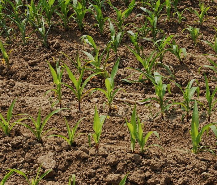 Regione Piemonte: convocato domani il primo tavolo per l'irrigazione e la bonifica