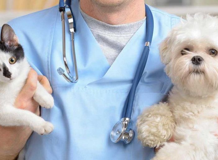Coronavirus, Associazione Nazionale Medici Veterinari Italiani  &quot;Attenersi a fonti ufficiali. No a speculazioni su ciò che non è scientificamente dimostrato&quot;