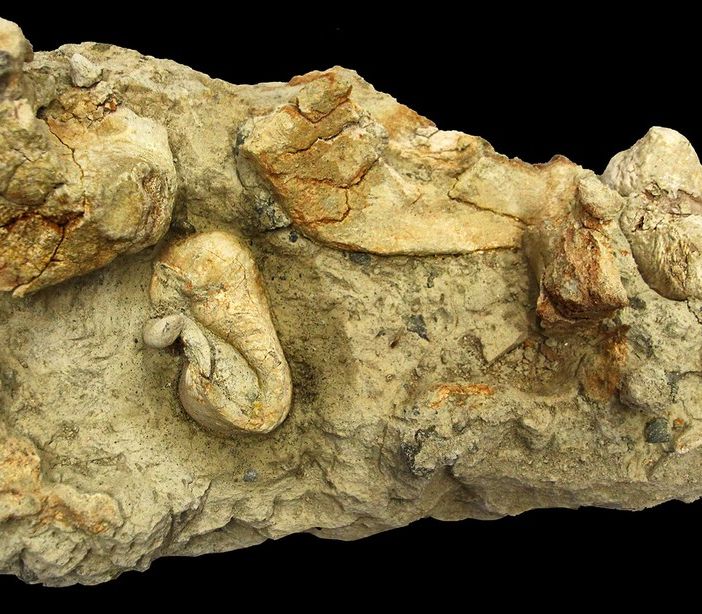 La più antica balena del Mediterraneo, ritrovata in località Moleto