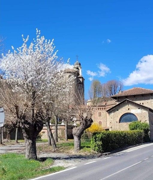 Il bi-albero di Bubbio, foto di Gianfranco Torelli