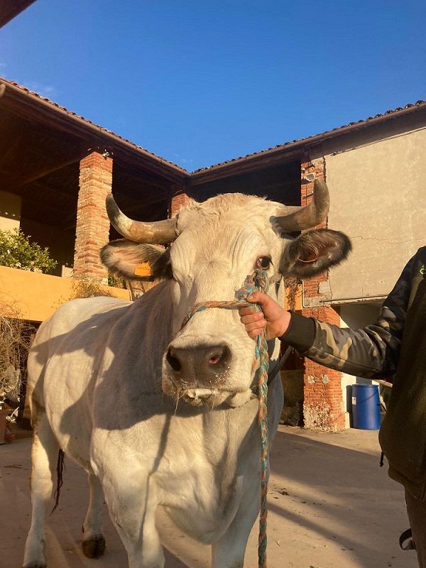 Bue grasso di Moncalvo