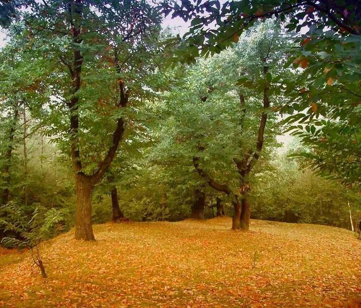 Giornata internazionale delle foreste: il documentario &quot;La via del bosco&quot; sul canale Youtube della Regione