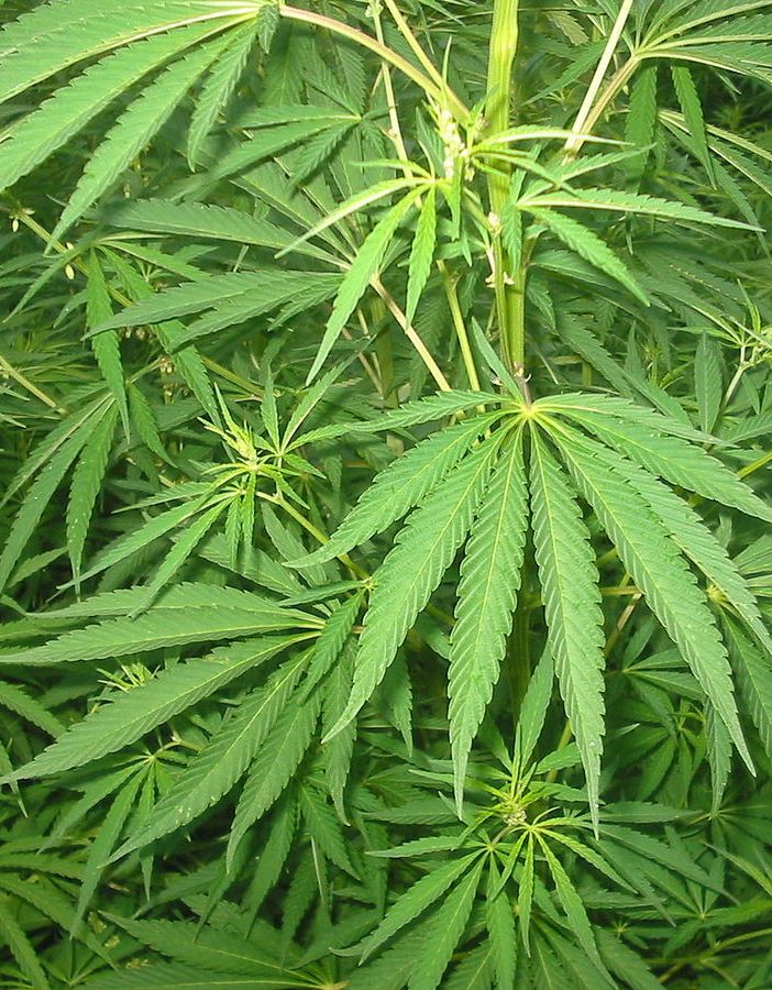 Cannabis sativa