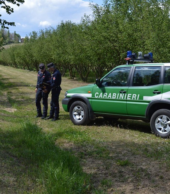 Antiparassitari in agricoltura: i controlli dei Carabinieri Forestale per proteggere le api