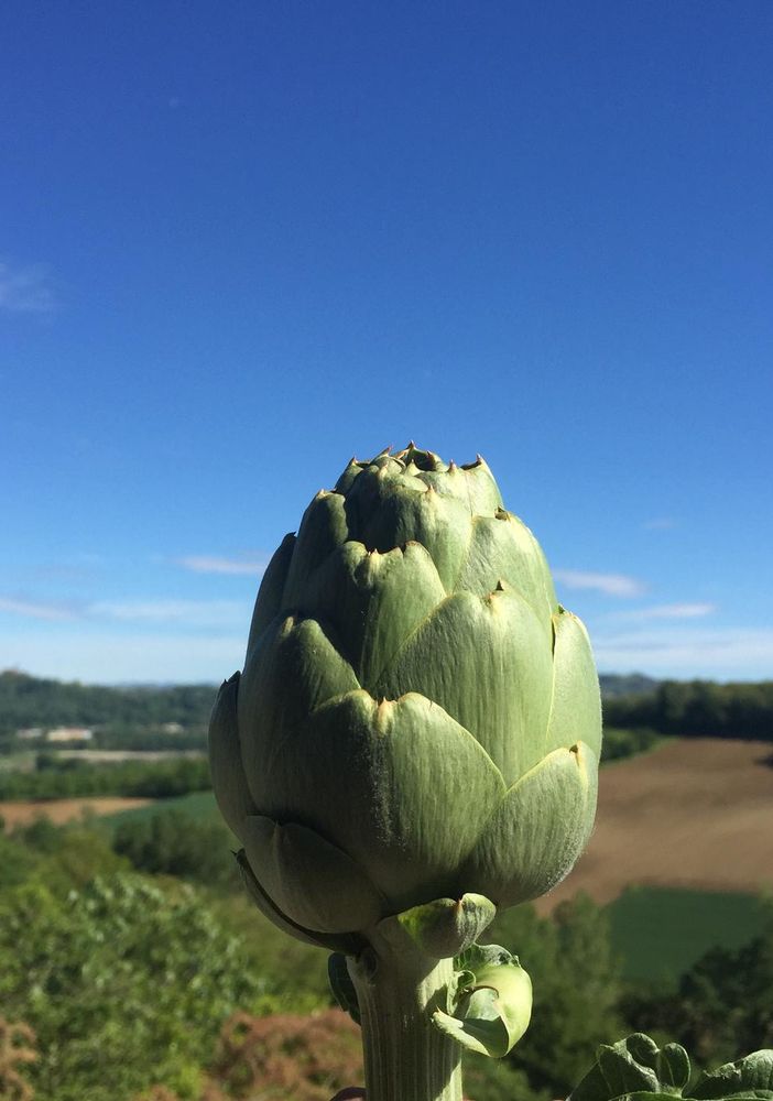 Il carciofo del sorì tra i Presidi Slow Food, approda sui mercati [VIDEO]