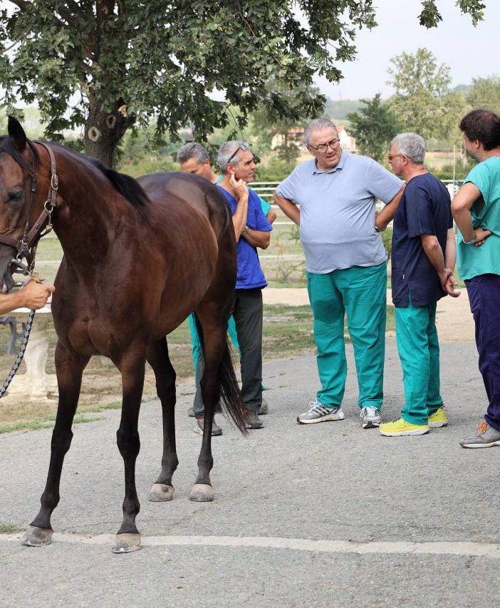 Palio di Asti: gli esiti delle prime visite veterinarie [AGGIORNATO] - VIDEO