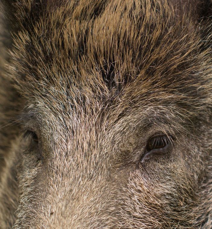 Confagricoltura Piemonte, fauna selvatica: &quot;Indennizzi congrui e celeri agli imprenditori danneggiati&quot;