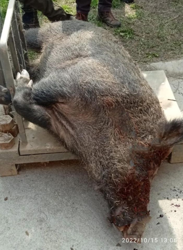 Il grosso cinghiale abbattuto a San Marzano Oliveto