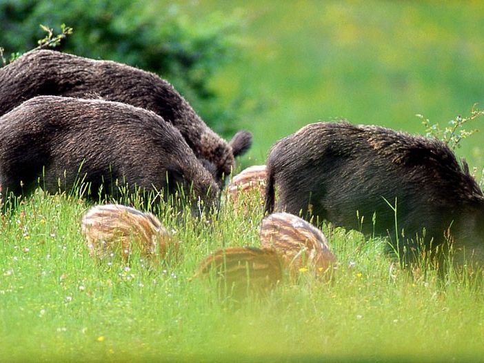 Peste suina: allargata la zona infetta. 78 i comuni interessati in Piemonte, tutti in provincia di Alessandria