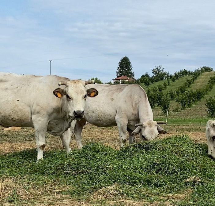 Coldiretti chiede alla Regione tavolo di confronto  per la grave situazione del comparto bovino da carne
