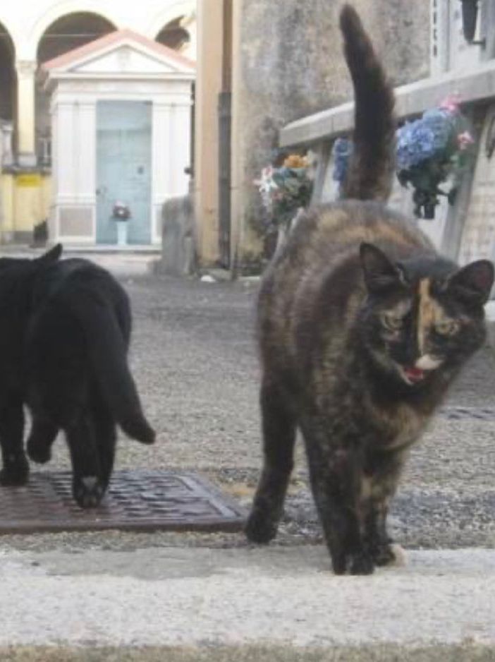 Un paio di 'ospiti' della colonia felina del cimitero di Asti