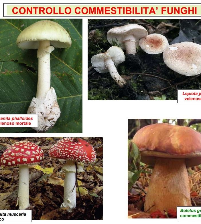 I consigli degli esperti per evitare brutte sorprese mangiando i funghi 'sbagliati'