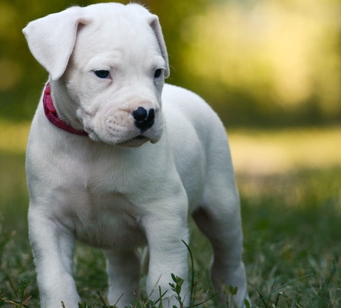 Cucciolo di dogo argentino, una delle tre razze che sceglierei assieme a un cane salvato dal canile