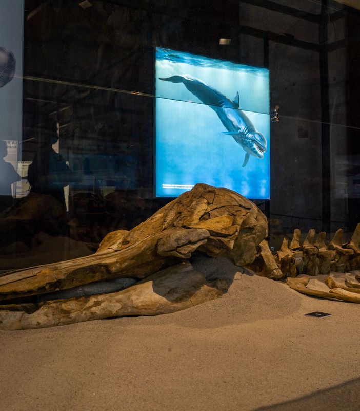 Proroga al 31 ottobre per la mostra “Balene Preistoriche”