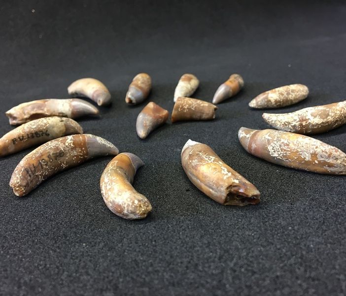 Denti del delfinide ritrovato a Baldichieri d'Asti