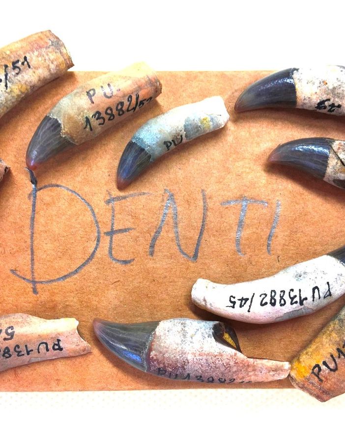Denti di delfino in una delle immagini di &quot;Fossili e Territori&quot;