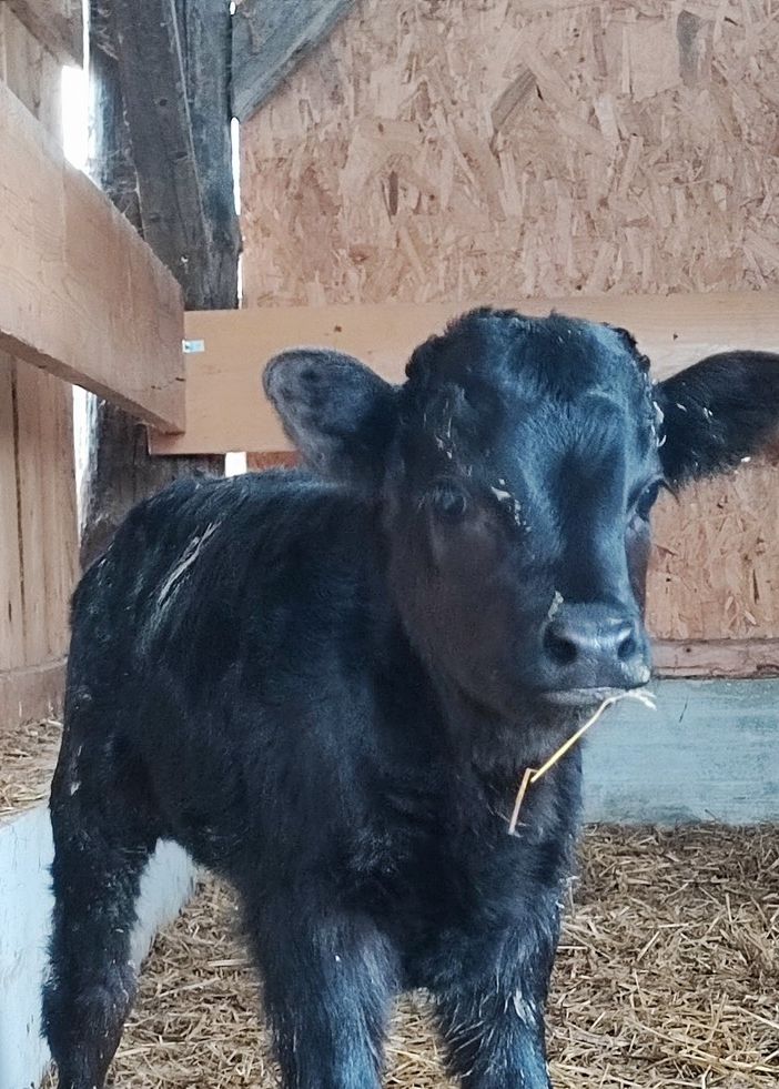 A Moasca nasce un vitellino di razza Dexter, la &quot;mini mucca&quot;. È tra i pochi presenti in Italia