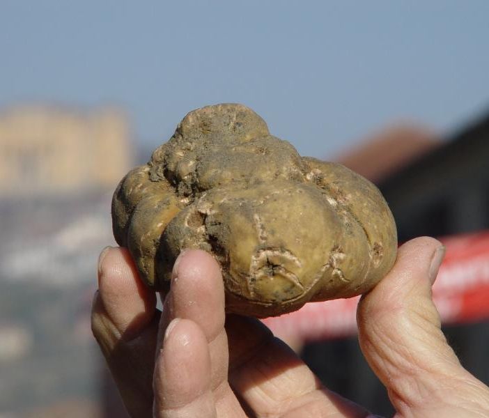 A Canelli novembre vuol dire fiere. Al centro il tartufo, ma non solo