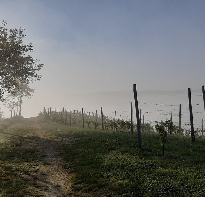 Terre Alfieri in Paniere: un seminario per conoscere il territorio e i suoi prodotti