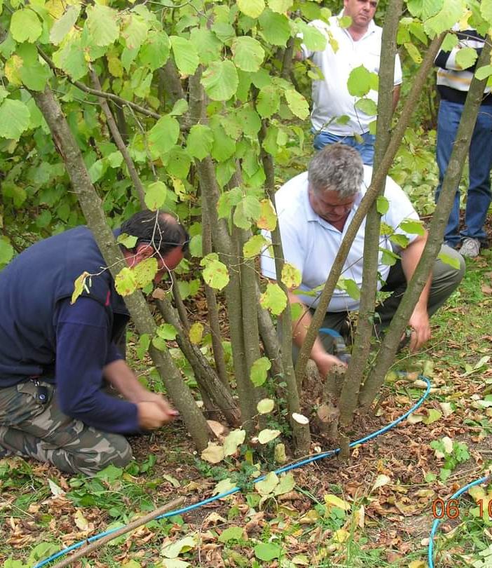 La Fiera 'Città della nocciola' torna a Castellero da giovedì 7 a domenica 10 ottobre