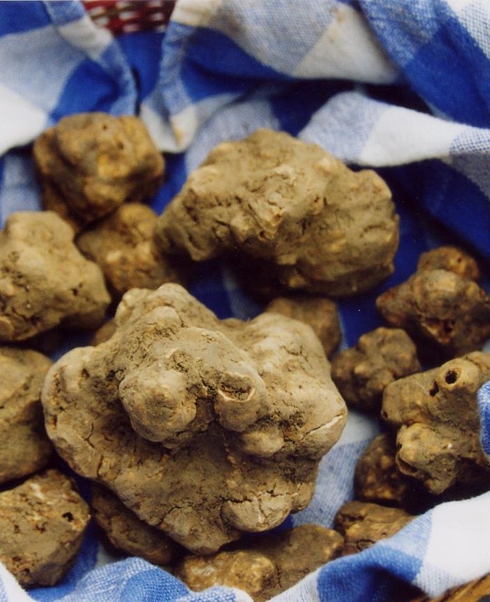 A Montiglio Monferrato,  il 6 e il 13 ottobre torna la Fiera del Tartufo