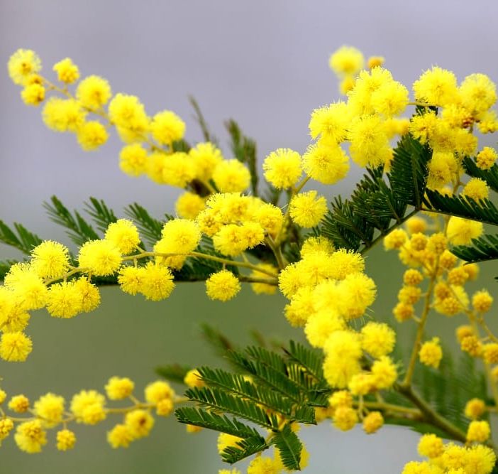 Mimosa festa della donna