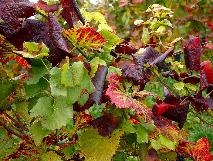 Lotta alla flavescenza dorata: pubblicate le disposizioni obbligatorie per il 2024