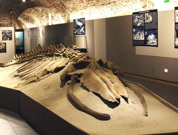 Uno dei fossili visionabili presso il museo