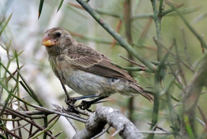 Il fringuello di Charles Darwin