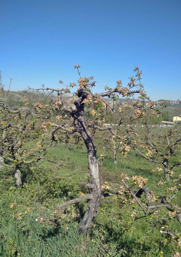 Clima, Coldiretti Piemonte fa la conta dei danni: &quot;30 miliardi negli ultimi 3 anni&quot;