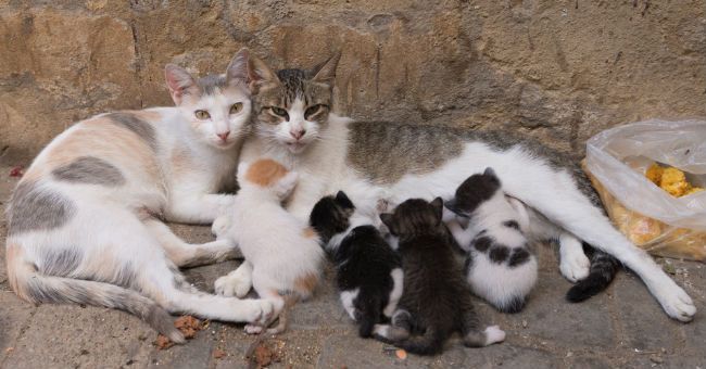 Gatti randagi con cuccioli