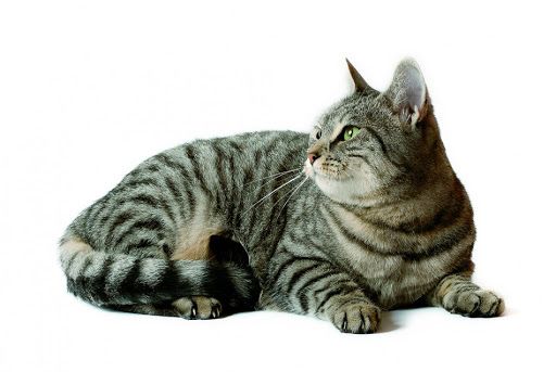Un gatto europeo (foto d'archivio)