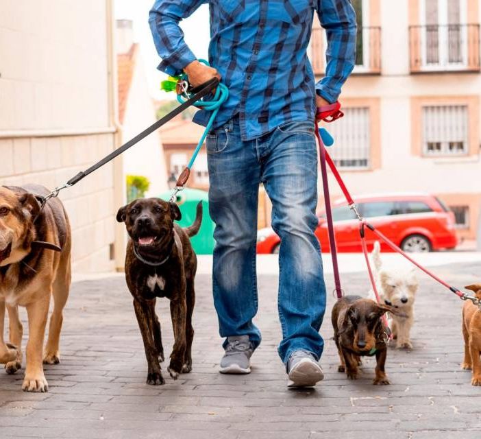 Immagine generica dog sitter
